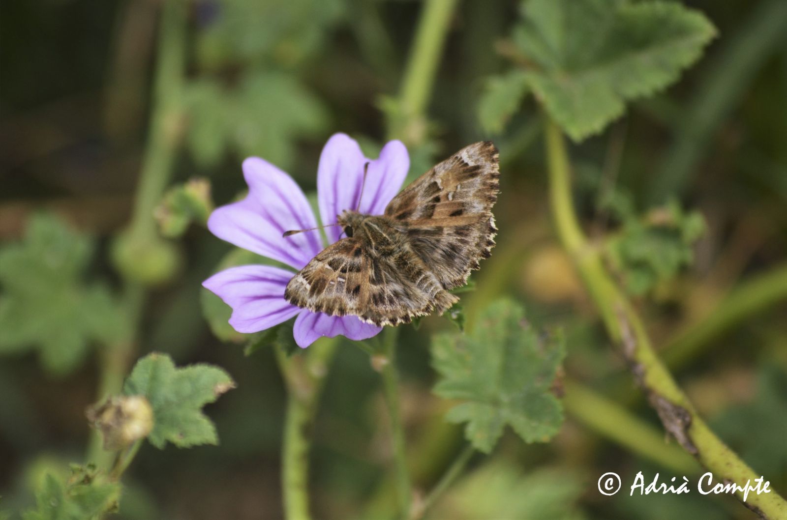 Foto 2: Capgròs comú (Carcharodus alceae), una papallona especialista de les plantes de la família de les malvàcies